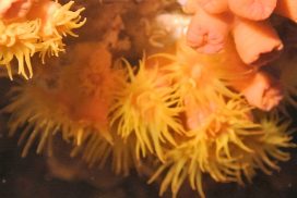 Chris Cantele and Yellow Cup Coral Polyps