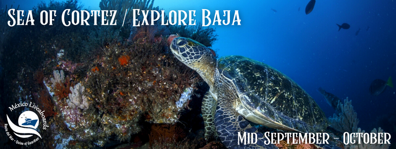 Sea of Cortez - Explore Baja