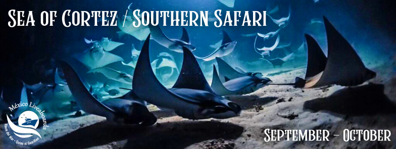 Sea of Cortez - Southern Safari