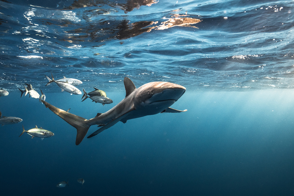 Shark Tagging and Free Diving Expeditions