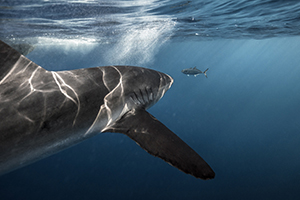 Citizen Science Shark Tagging and Free Diving Expeditions