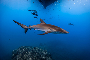 Citizen Science Shark Tagging and Free Diving Expeditions