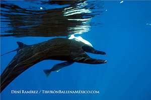 Ultrasounding Pregnant Whale Sharks and Manta Rays with Deni Ramirez