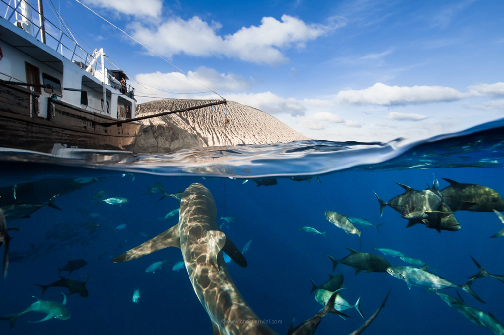 Shark Expeditions