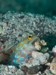 Diving the Midriff Islands