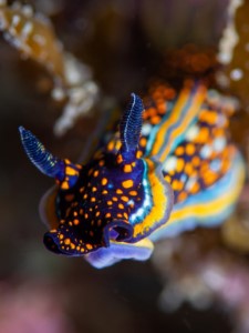 Diving the Midriff Islands