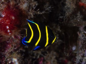 Diving the Midriff Islands