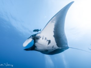 Diving the Socorro Islands with Beth Watson