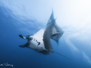 Diving the Socorro Islands with Beth Watson