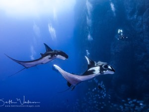 Diving the Socorro Islands with Beth Watson