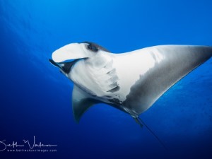 Diving the Socorro Islands with Beth Watson