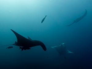 Gregor C Testamonial