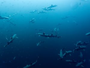 Gregor C Testamonial