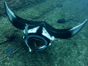 Gregor C Testamonial