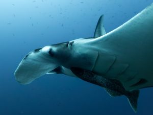 Gregor C Testamonial