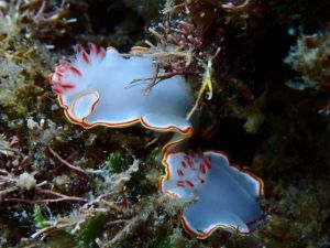 Wendy Simon Testamonial