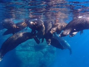 Wendy Simon Testamonial